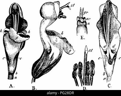 . Handbuch der Blume Bestäubung: auf Hermann Mu?ller Arbeit" die Befruchtung der Blüten durch Insekten". Düngung von Pflanzen. 312 ANGIOSPERMEN - DICOTYLEDONES Stationen, dass es berührt auch den Rücken der kleineren Besucher, die üblicherweise nur mit Pollen durch den Hebel Apparate bestreut. Automatische Selbstbestäubung ist ausgeschlossen. Die weiblichen Blüten sind kleiner; der Stil Projekte aus dem Corolla; die Antheren sind weiß und steril. Sie sind (bis zu 20%) oder gynomonoecious gynodioecious. Die Blüten sind häufig perforiert, um Bombus mastrucatus Gersl. und B. terrester L.. Abb. 34 Stockfoto