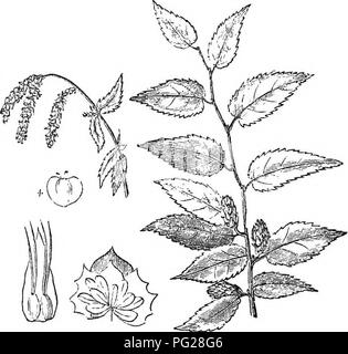 Diese verkürzte Ausgabe von *Arboretum et Fruticetum Britannicum* bietet Beschreibungen von in Großbritannien gefundenen, einheimischen und ausländischen Bäumen und Sträuchern, einschließlich Details zu ihrer Vermehrung, Kultur und Verwendung in der Land- und Forstwirtschaft. Stockfoto