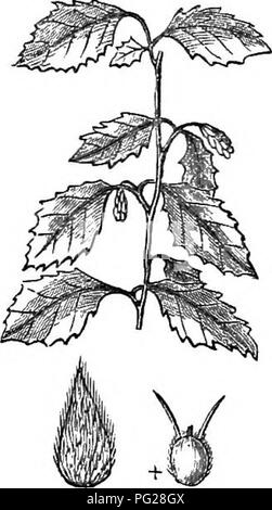 Diese verkürzte Ausgabe von *Arboretum et fruticetum britannicum* bietet einen umfassenden Überblick über harte Bäume und Sträucher in Großbritannien, einschließlich einheimischer und ausländischer Arten. Es bietet wissenschaftliche Beschreibungen und praktische Informationen für Gartenbauern und Naturliebhaber. Stockfoto