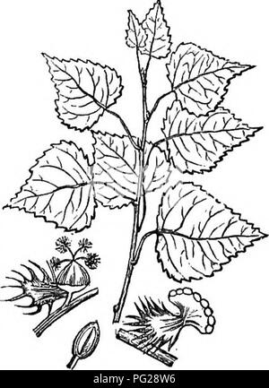 Dieses Bild stammt aus einer verkürzten Ausgabe des *Arboretum et fruticetum britannicum*, das sich auf harte Bäume und Sträucher in Großbritannien konzentriert. Sie enthält detaillierte Beschreibungen einheimischer und fremder Arten, ihrer Vermehrung, Kultur und Verwendung. Dazu gehören Sorten wie die Virginische Pappel und die Schweizer Pappel, die wichtige Informationen für die Forstwirtschaft und den Gartenbau liefern. Stockfoto