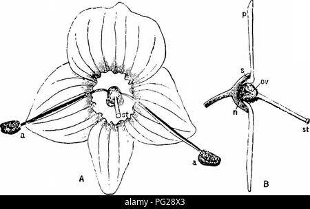. Handbuch der Blume Bestäubung: auf Hermann Mu?ller Arbeit" die Befruchtung der Blüten durch Insekten". Düngung von Pflanzen. SCROPHULARINEAE 189 A. Dipteren. {A) Musddae: Ich. Anthomyia sp., in großer Zahl, SKG. (B) Syrphidae: 2. Ascia podagrica/"., in großer Zahl, skg.; 3. Syritta pipiens Z., tun.; 4. Rhingia rostrata Z., skg. und Po-dvg.; in der Regel zeichnen die Staubgefäße unter es während der SKG. B. Hymenoptera. {A) Apidae: 5. Retusa Z. (Anthophora=A. haworthana K^J, skg.; 6. Apis mellifica Z. 5, zahlreiche, skg.; 7. Bombus pratorumZ.: Eine kleine 5, nach skg. Eine einzelne Blume, immer f Stockfoto