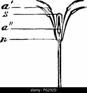 . Handbuch der Blume Bestäubung: auf Hermann Mu?ller Arbeit" die Befruchtung der Blüten durch Insekten". Düngung von Pflanzen. - -"". Bitte beachten Sie, dass diese Bilder sind von der gescannten Seite Bilder, die digital für die Lesbarkeit verbessert haben mögen - Färbung und Aussehen dieser Abbildungen können nicht perfekt dem Original ähneln. extrahiert. Knuth, Paul, 1854-1899; Knuth, Paul, 1854-1899; Mu?ller, Hermann, 1829-1883; Ainsworth Davis, J.R. (James Richard), 1861-1934. Oxford: Clarendon Press Stockfoto