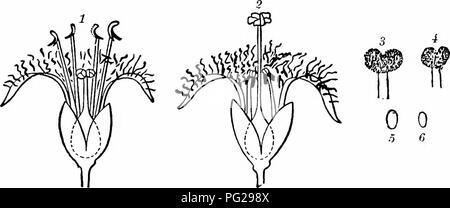 . Handbuch der Blume Bestäubung: auf Hermann Mu?ller Arbeit" die Befruchtung der Blüten durch Insekten". Düngung von Pflanzen. GENTIANEAE 97 Hh: Gentiana acaulis punctata L., G.Z., G., G. ciliata asclepiadea Z. Z., G. purpurea Z., G. Amarella Z.; HhL: Gentiana acaulis Roti., G. nana Wul/., G. campestris Z., G. obtusifolia W' z //, /., G. aurea Z.; Lb: Gentiana nivalis Z.; Lbdh-m (dh-m = tagaktiv Hawk-Motten): Gentiana verna Z., G. bavarica Z. 578. Meny £ mthes Tourn. Blumen meist dimorphous, mit verdecktem Nektar an der Basis der Ovarien sezerniert. 1888. M. dreiblättrige L. (Sprengel, "ENTD. Stockfoto