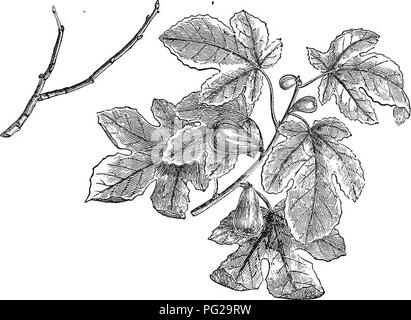 Diese verkürzte Ausgabe des Arboretum et Fruticetum Britannicum bietet detaillierte Beschreibungen sowohl einheimischer als auch ausländischer Bäume und Sträucher Großbritanniens. Sie enthält Informationen über Vermehrung, Kultur und Verwendung von Arten sowie Stiche von fast allen bedeckten Bäumen und Sträuchern. Stockfoto