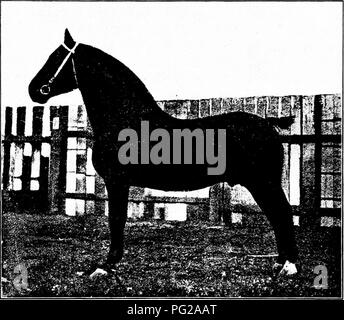 . Arten und Rassen der Tiere. Viehbestand. Der deutsche Trainer 83 Die Geschichte der Deutschen Trainer Pferd in Amerika ist ein COM-dabei kurze. Diese Pferde wurden zuerst in die Vereinigten Staaten in den 80er Jahren brachte. Nicht viel vor 1890 hat die Rasse erhalten Anerkennung an amerikanischen zeigt. A. B. Holbert, von Greeley, Iowa, war eine der frühesten introducers der Rasse. Die Oltmann Bros, Illinois und Crouch &Amp; Sohn von Indiana. Abb. 32. Hannibal, ein Deutscher Trainer Hengst von Crouch &Amp; Sohn, La Fayette, Indiana importiert. Es ist zweifelhaft, ob ein besseres Exemplar der Rasse s wurde. Stockfoto