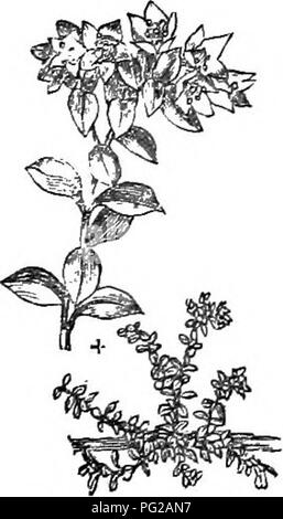 . Bäume und Sträucher: eine Übersicht des Arboretums et fruticetum britannicum: Mit der Hardy Bäume und schrubs von Großbritannien, einheimischen und ausländischen, wissenschaftlich und im Volksmund beschrieben: Mit ihrer Vermehrung, Kultur und verwendet und Gravuren auf fast alle Arten. Bäume, Sträucher, die Wälder und die Forstwirtschaft. 1146. ie. globulhris - Gattung XXIV. AZAXA D.Don. Die Azalee. Lin. Si/st. Pentandria Monogynia. Identifikation. D.Don in Edinb. Phil. Journ. j Don's MiU., 3. s.830. Synonyme. Azalea proctimbens Lin. Und viele Autoren; Loiseleurifl Desf.; Cbamsl^ don Lin&amp; Enum. l. s. 2. t. Â â ¢, v, Stockfoto