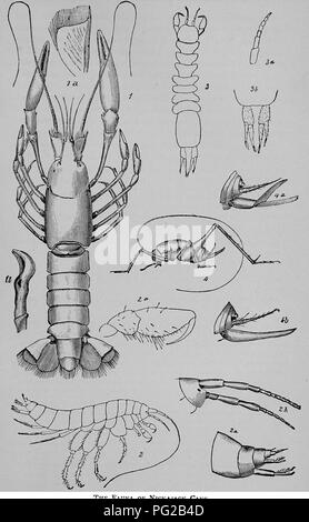 . Cope Papers, 1871 - [1897. Zoologie; Paläontologie. Platte VII. Der NicKAjACK Cave. Bitte beachten Sie, dass diese Bilder sind von der gescannten Seite Bilder, die digital für die Lesbarkeit verbessert haben mögen - Färbung und Aussehen dieser Abbildungen können nicht perfekt dem Original ähneln. extrahiert. Cope, E.D. (Edward Trinker), 1840-1897. Philadelphia, etc. Stockfoto