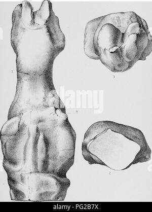 . Cope Papers, 1871 - [1897. Zoologie; Paläontologie. AmerPM. Soc, Ptela. PTOc.: Nein. 99. Platf mi.. Coryphodon elephantopus bezeichnet. Bitte beachten Sie, dass diese Bilder sind von der gescannten Seite Bilder, die digital für die Lesbarkeit verbessert haben mögen - Färbung und Aussehen dieser Abbildungen können nicht perfekt dem Original ähneln. extrahiert. Cope, E.D. (Edward Trinker), 1840-1897. Philadelphia, etc. Stockfoto