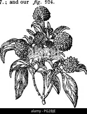 Diese verkürzte Ausgabe des „Arboretum et Fruticetum Britannicum“ konzentriert sich auf die harten Bäume und Sträucher Großbritanniens. Sie umfasst sowohl einheimische als auch nicht einheimische Arten, einschließlich ihres Anbaus, ihrer Vermehrung und ihrer Verwendung in der Forstwirtschaft und im Landschaftsbau. Stockfoto