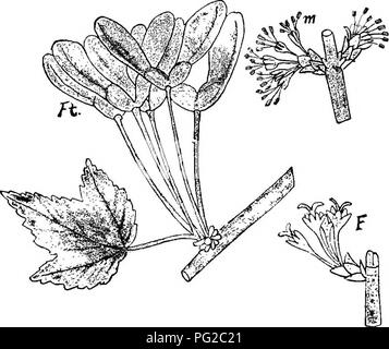 . Die Biene - der Keeper Guide: oder Handbuch der Imkerei. Biene Kultur; Bienen. 344 April Honig Pflanzen, zeitig im Frühjahr tiiere sind viele Streuung wilde Blumen, wie Skunk Kohl, Symplocarpus fcEtidus, die reichlich Pollen und Honig; das Blut-Root, San-guinarla Canadensis, Leber - Blatt, Hcpatica acutiloba, und verschiedene andere der Krähe - Familie, wie auch viele Arten von kresse, der den Senf-Familie gehören, und der gay Löwenzahn, Taraxacum dens-Leonis", die auf dem Blühen für Wochen, etc., die alle wertvoll und wichtig. Die ahornbäume, die alle wertvollen Honig Anlage Stockfoto