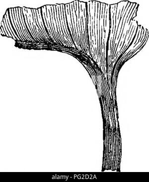 . Die geologische Geschichte der Pflanzen. Paläobotanik; 1888. 130 DIE GEOLOGISCHE GESCHICHTE VON PFLANZEN. Arten von ArchcBopteris, des oberen und mittleren Brian, sind herausragende Beispiele. Diese Art, howeyer, erstreckt sich kaum so hoch wie die Kohle - Bildung.* Einige der Baum - Farne der Karbon vorhanden yery bemerkenswerten Eigenschaften. Oue dieser, der Gattung Megaphyton, scheint zwei Reihen von großer leayes, eine an jeder Seite des Schaftes, die wahrscheinlich von einem großen Bündel von luftwurzeln (Abb. getragen wurde. 56). Im Karbon, wie in der Erian, Es sind Blätter, die Farne angesprochen wurden, aber ein Stockfoto