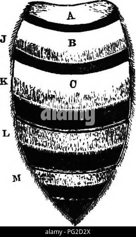 . Die Biene - der Keeper Guide: oder Handbuch der Imkerei. Biene Kultur; Bienen. Die italienische Rennen. 42 scheint mehr oder weniger stark auf die Beine gekennzeichnet. Die Arbeitnehmer haben mehr ligulas oder Zunge (Abb. 35,-) als die Deutschen rennen und ihre Zungen sind auch ein wenig mehr behaart. Sie sind auch aktivere und weniger geneigt zu stechen. Die Königin hat die gesamte Basis der ihr Bauch, und manchmal fast das ganze, orange-gelb. Die Variation als die Menge der Farbe ist sehr auffällig. Einige-Abb. 7.. Abdomen der italienischen Arbeiter^ mal sehr dunklen Königinnen werden von der Lig - urian Hügel importiert, aber Alle Stockfoto