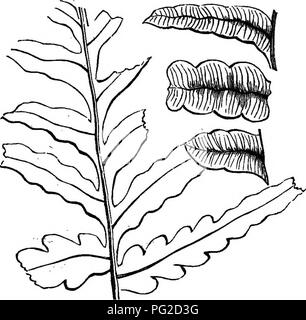 . Die geologische Geschichte der Pflanzen. Paläobotanik; 1888. Die Karbon Flora. 127. Fio. 52.- Alethopteris grandia (Dawson). Mitte ooal - fonnation von Nova Scotia. Bitte beachten Sie, dass diese Bilder sind von der gescannten Seite Bilder, die digital für die Lesbarkeit verbessert haben mögen - Färbung und Aussehen dieser Abbildungen können nicht perfekt dem Original ähneln. extrahiert. Dawson, John William, Sir, 1820-1899. New York, D. Appleton und Unternehmen Stockfoto