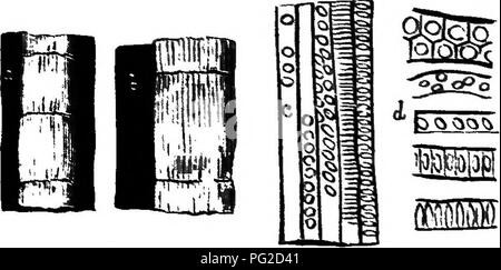 . Die geologische Geschichte der Pflanzen. Paläobotanik; 1888. Die CARBONITKROCS FLORA. 125 und komplizierte Stängel zu höheren und edleren Typen der mare-tails gehörte als die der modernen Welt, und ihre fruktifikation wixs tiiat equisetaceoos und der Form bekannt als CkilanMstackys. Wir haben bereits gesehen, dass die edlen Baum - Farne im Erian jteriod existierte, und diese wurden fortgesetzt, und ihre Anzahl und Tariety stark erweitert, in der Carbonifer - Organisationseinheiten, in Bezug auf die Struktur der Stämme, und die Art und Weise dieser Unterstützung durch aSrial Wurzeln, den Baum - Farne aller Altersgruppen ha^e fast gleich gewesen, und Stockfoto