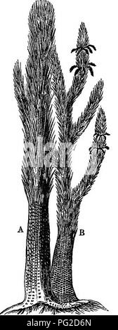 . Die geologische Geschichte der Pflanzen. Paläobotanik; 1888. 112 DIE GEOLOGISCHE GESCHICHTE VON PFLANZEN. Platz zu weiten sumpfigen Wohnungen, und dem statt der Öl- Schiefer der Erian, waren dazu bestimmt, diese riesigen und weit verbreitete Ansammlungen von Gemüse - Tabelle, die unsere Gegenwart Betten der Bitu-minous und Anthrazit darstellen zu produzieren. Die Atmosphäre dieser großen Sümpfen ist feucht und warm. Ihre vegetarisches - tation ist den meisten exuberant,, aber der Formen vertraut zu modernen Augen, und sie Schwarm mit Insekten, millepedes und Skorpione, und mit batrachian Reptilien, große und kleine, unter denen wir freuen Stockfoto