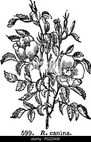 Diese verkürzte Ausgabe von *Arboretum et Fruticetum Britannicum* enthält Beschreibungen harter Bäume und Sträucher, die in Großbritannien gefunden wurden. Es umfasst ihre Vermehrung, Kultur, Verwendung und bietet Stiche von Arten, die sowohl wissenschaftliche als auch praktische Einblicke in die britische Flora bieten. Stockfoto