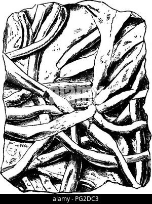 . Die geologische Geschichte der Pflanzen. Paläobotanik; 1888. 30 DIE GEOLOGISCHE GESCHICHTE VON PFLANZEN. Aufschriften zu PalcBOchorda, Palmphycus und ScoUthus haben ihre Orte hier. Viele Beispiele sehr anschauliche, die Art der Bildung der Eindrücke sind, die von der kanadischen Felsen (Abb. gewährt. 8). Verzweigung genannten Vordrucke Licrophycus von Billings, und einige von denen zu Buthotrephis, Halle, sowie strahlende Markierungen auf ScotoUthus, Gyrophyllites und terophycus, sind ex-plained durch die NL-ing burrows von Würmern durch Nathorst und der Autor illustriert. As-tropolithon, ein Stockfoto