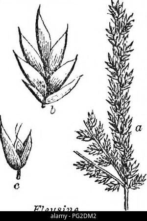 . Klasse - das Buch der Botanik: die Konturen der Struktur, Physiologie und Klassifizierung der Pflanzen; mit einer Flora der Vereinigten Staaten und Kanada. Botanik; Botanik; Botanik. Cynodon,. Spartina.. Bitte beachten Sie, dass diese Bilder sind von der gescannten Seite Bilder, die digital für die Lesbarkeit verbessert haben mögen - Färbung und Aussehen dieser Abbildungen können nicht perfekt dem Original ähneln. extrahiert. Holz, Alphonso, 1810-1881. New York: A. S. Barnes&amp; Grat Stockfoto