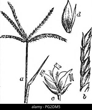 . Klasse - das Buch der Botanik: die Konturen der Struktur, Physiologie und Klassifizierung der Pflanzen; mit einer Flora der Vereinigten Staaten und Kanada. Botanik; Botanik; Botanik. Cynodon,. Bitte beachten Sie, dass diese Bilder sind von der gescannten Seite Bilder, die digital für die Lesbarkeit verbessert haben mögen - Färbung und Aussehen dieser Abbildungen können nicht perfekt dem Original ähneln. extrahiert. Holz, Alphonso, 1810-1881. New York: A. S. Barnes&amp; Grat Stockfoto