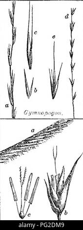 . Klasse - das Buch der Botanik: die Konturen der Struktur, Physiologie und Klassifizierung der Pflanzen; mit einer Flora der Vereinigten Staaten und Kanada. Botanik; Botanik; Botanik. . Bitte beachten Sie, dass diese Bilder sind von der gescannten Seite Bilder, die digital für die Lesbarkeit verbessert haben mögen - Färbung und Aussehen dieser Abbildungen können nicht perfekt dem Original ähneln. extrahiert. Holz, Alphonso, 1810-1881. New York: A. S. Barnes&amp; Grat Stockfoto