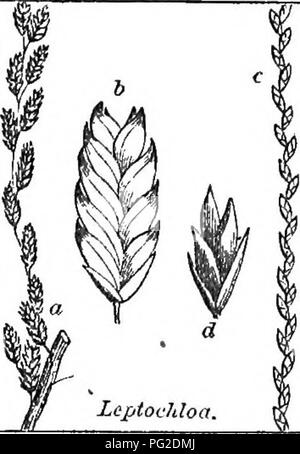 . Klasse - das Buch der Botanik: die Konturen der Struktur, Physiologie und Klassifizierung der Pflanzen; mit einer Flora der Vereinigten Staaten und Kanada. Botanik; Botanik; Botanik. Triiicum.. Bitte beachten Sie, dass diese Bilder sind von der gescannten Seite Bilder, die digital für die Lesbarkeit verbessert haben mögen - Färbung und Aussehen dieser Abbildungen können nicht perfekt dem Original ähneln. extrahiert. Holz, Alphonso, 1810-1881. New York: A. S. Barnes&amp; Grat Stockfoto