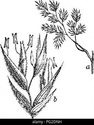 . Klasse - das Buch der Botanik: die Konturen der Struktur, Physiologie und Klassifizierung der Pflanzen; mit einer Flora der Vereinigten Staaten und Kanada. Botanik; Botanik; Botanik. UraJejyls.. DactyUn,. Bitte beachten Sie, dass diese Bilder sind von der gescannten Seite Bilder, die digital für die Lesbarkeit verbessert haben mögen - Färbung und Aussehen dieser Abbildungen können nicht perfekt dem Original ähneln. extrahiert. Holz, Alphonso, 1810-1881. New York: A. S. Barnes&amp; Grat Stockfoto