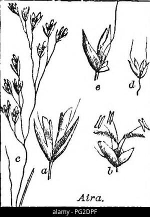 . Klasse - das Buch der Botanik: die Konturen der Struktur, Physiologie und Klassifizierung der Pflanzen; mit einer Flora der Vereinigten Staaten und Kanada. Botanik; Botanik; Botanik. Iii. Bitte beachten Sie, dass diese Bilder sind von der gescannten Seite Bilder, die digital für die Lesbarkeit verbessert haben mögen - Färbung und Aussehen dieser Abbildungen können nicht perfekt dem Original ähneln. extrahiert. Holz, Alphonso, 1810-1881. New York: A. S. Barnes&amp; Grat Stockfoto