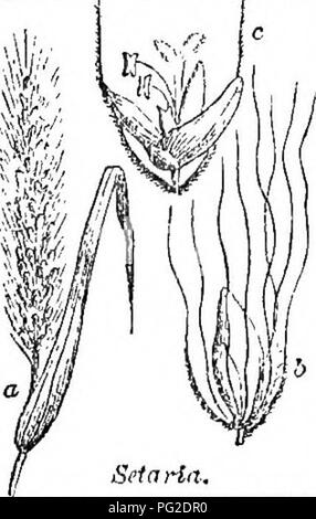 . Klasse - das Buch der Botanik: die Konturen der Struktur, Physiologie und Klassifizierung der Pflanzen; mit einer Flora der Vereinigten Staaten und Kanada. Botanik; Botanik; Botanik. . Bitte beachten Sie, dass diese Bilder sind von der gescannten Seite Bilder, die digital für die Lesbarkeit verbessert haben mögen - Färbung und Aussehen dieser Abbildungen können nicht perfekt dem Original ähneln. extrahiert. Holz, Alphonso, 1810-1881. New York: A. S. Barnes&amp; Grat Stockfoto