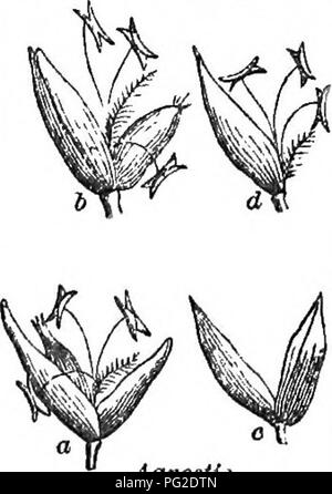 . Klasse - das Buch der Botanik: die Konturen der Struktur, Physiologie und Klassifizierung der Pflanzen; mit einer Flora der Vereinigten Staaten und Kanada. Botanik; Botanik; Botanik. AgroaiU.. Bitte beachten Sie, dass diese Bilder sind von der gescannten Seite Bilder, die digital für die Lesbarkeit verbessert haben mögen - Färbung und Aussehen dieser Abbildungen können nicht perfekt dem Original ähneln. extrahiert. Holz, Alphonso, 1810-1881. New York: A. S. Barnes&amp; Grat Stockfoto