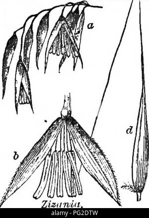 . Klasse - das Buch der Botanik: die Konturen der Struktur, Physiologie und Klassifizierung der Pflanzen; mit einer Flora der Vereinigten Staaten und Kanada. Botanik; Botanik; Botanik. . Bitte beachten Sie, dass diese Bilder sind von der gescannten Seite Bilder, die digital für die Lesbarkeit verbessert haben mögen - Färbung und Aussehen dieser Abbildungen können nicht perfekt dem Original ähneln. extrahiert. Holz, Alphonso, 1810-1881. New York: A. S. Barnes&amp; Grat Stockfoto