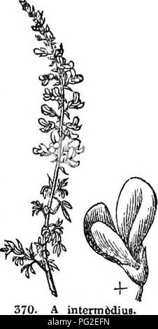 Diese Arbeit fasst das „Arboretum et fruticetum Britannicum“ zusammen, ein umfassender Leitfaden zu den harten Bäumen und Sträuchern Großbritanniens. Es enthält Beschreibungen der Arten, ihrer Vermehrung und ihrer Verwendung im Anbau und in der Forstwirtschaft. Stockfoto