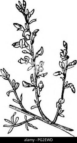 Dieser Band ist eine verkürzte Ausgabe von *Arboretum et Fruticetum Britannicum*, in der die in Großbritannien gefundenen und eingeführten Bäume und Sträucher beschrieben werden. Sie umfasst Vermehrung, Kultur und ihre ökologische Rolle in Wäldern und Landschaften. Stockfoto