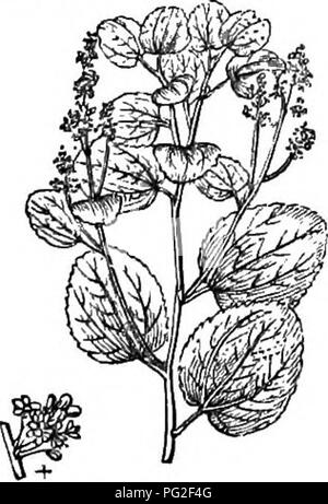 Eine verkürzte Ausgabe von *Arboretum et Fruticetum Britannicum*, die die harten Bäume und Sträucher Großbritanniens beschreibt, sowohl einheimische als auch nicht-einheimische, mit Schwerpunkt auf deren Vermehrung, Kultur und Nutzung. Der Reiseleiter bietet Illustrationen und Details für Gärtner und Gärtner. Stockfoto