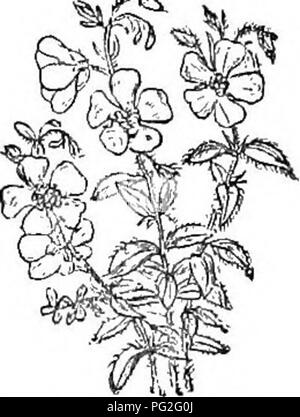 Diese verkürzte Ausgabe des *Arboretum et Fruticetum Britannicum* bietet einen umfassenden Leitfaden zu harten Bäumen und Sträuchern in Großbritannien. Es umfasst sowohl einheimische als auch fremde Arten, ihre kulturellen Praktiken und Verwendungen mit Abbildungen jeder Art. Stockfoto