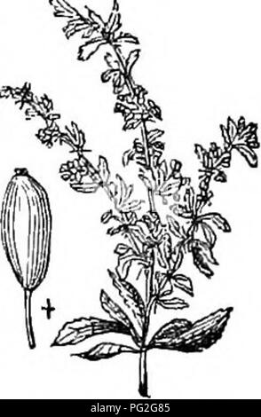 Diese verkürzte Ausgabe des Arboretum et Fruticetum Britannicum konzentriert sich auf harte Bäume und Sträucher Großbritanniens, sowohl einheimische als auch nicht-heimische, und beschreibt ihre Vermehrung, Kultivierung und Verwendung mit Stichen verschiedener Arten. Stockfoto
