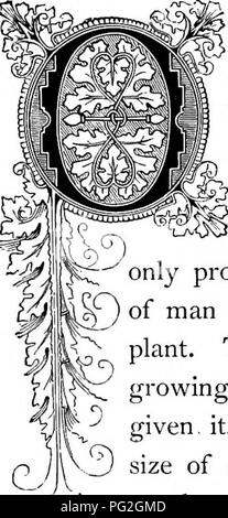 Dieses Bild stammt aus *The Floral Kingdom*, einem Wörterbuch von über 300 Pflanzen, das ihre wissenschaftliche Klassifizierung und kulturelle Bedeutung beschreibt. Sie hebt die Familie der Solanaceae hervor, mit einem Schwerpunkt auf Pflanzen, die als Ground Cherry, Winter Cherry und Strawberry Tomato bekannt sind. Stockfoto