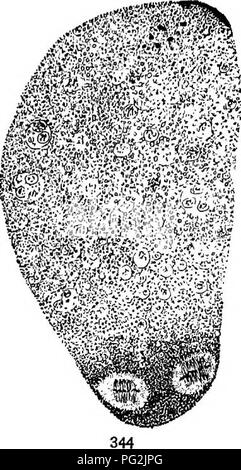 . Morphologie der gymnosperms. Gymnosperms; Pflanze Morphologie. . Bitte beachten Sie, dass diese Bilder sind von der gescannten Seite Bilder, die digital für die Lesbarkeit verbessert haben mögen - Färbung und Aussehen dieser Abbildungen können nicht perfekt dem Original ähneln. extrahiert. Coulter, John Merle, 1851-1928; Chamberlain, Charles Joseph, b. 1863; Kolter, John Merle, 1851-1928. Morphologie der spermatophyten. Teil I. Gymnosperms. Chicago, University Press Stockfoto