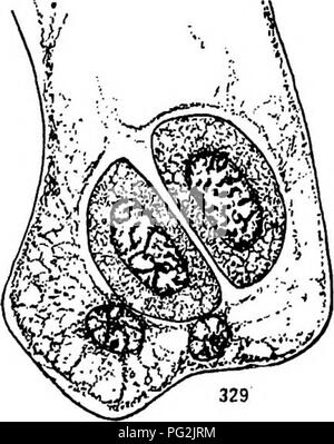 . Morphologie der gymnosperms. Gymnosperms; Pflanze Morphologie. 330. Bitte beachten Sie, dass diese Bilder sind von der gescannten Seite Bilder, die digital für die Lesbarkeit verbessert haben mögen - Färbung und Aussehen dieser Abbildungen können nicht perfekt dem Original ähneln. extrahiert. Coulter, John Merle, 1851-1928; Chamberlain, Charles Joseph, b. 1863; Kolter, John Merle, 1851-1928. Morphologie der spermatophyten. Teil I. Gymnosperms. Chicago, University Press Stockfoto