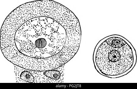 . Morphologie der gymnosperms. Gymnosperms; Pflanze Morphologie. 323. Bitte beachten Sie, dass diese Bilder sind von der gescannten Seite Bilder, die digital für die Lesbarkeit verbessert haben mögen - Färbung und Aussehen dieser Abbildungen können nicht perfekt dem Original ähneln. extrahiert. Coulter, John Merle, 1851-1928; Chamberlain, Charles Joseph, b. 1863; Kolter, John Merle, 1851-1928. Morphologie der spermatophyten. Teil I. Gymnosperms. Chicago, University Press Stockfoto