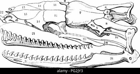 . Auf der Anatomie der Wirbeltiere. Wirbeltiere; Anatomie, Vergleichende; 1866. 48 ANATOIMY von VEETEBRATES. Sehr interessant: das Ende gewonnen scheint, in kriecherei Reptilien haftet dem Kopf gequetscht haben werden, ein zusätzlicher Schutz für den epencephalon - das wichtigste Segment zu Leben aller] irimary Divisionen der zerebrospinalen Achse. Die Dicke der Wände sofort Schutz (durch die Basi gebildet -, ex - und Super-Occipitals) ist gleich der des gleichen vertebralen Elemente im menschlichen Schädels; aber sie sind außerdem aus sehr fest und dichtem Gewebe, ohne diploe: Stockfoto