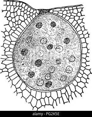 . Morphologie der gymnosperms. Gymnosperms; Pflanze Morphologie. . Bitte beachten Sie, dass diese Bilder sind von der gescannten Seite Bilder, die digital für die Lesbarkeit verbessert haben mögen - Färbung und Aussehen dieser Abbildungen können nicht perfekt dem Original ähneln. extrahiert. Coulter, John Merle, 1851-1928; Chamberlain, Charles Joseph, b. 1863; Kolter, John Merle, 1851-1928. Morphologie der spermatophyten. Teil I. Gymnosperms. Chicago, University Press Stockfoto