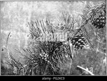 Diese Arbeit beschäftigt sich mit dem Bereich der pharmazeutischen Botanik und konzentriert sich insbesondere auf den medizinischen Wert von Gymnospermen wie Kiefern, Tannen und Fichten. Es werden verschiedene Arten dieser Pflanzen, ihre pharmazeutische Verwendung und ihre Bedeutung in der Medizin diskutiert. Das Buch enthält Illustrationen von Kiefernblüten und beschreibt ihre Rolle bei der Bereitstellung von Arzneimitteln. Stockfoto