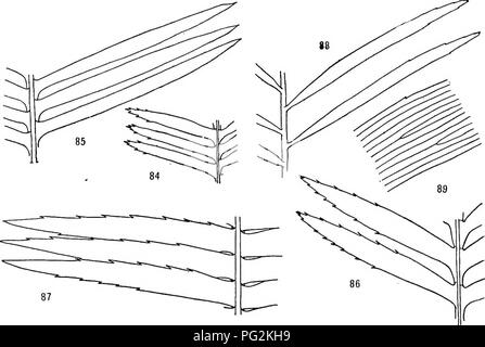 . Morphologie der gymnosperms. Gymnosperms; Pflanze Morphologie. Keine MORPHOLOGIE DER GYMNOSPERMS Merkblätter des Keimlings sind auffallend spinulose, wie die Erwachsenen Faltblätter von D. spinulosum, aber bei älteren Anlagen sind die seitenränder pro-fectly glatt, die spinulose Zustand der Sämling von D. edule, einen jugendlichen Charakter und weist auf einen Ahnen mit spinulose Blätter (Abbn. 84-87). Die äderung ist es, verschiedene, zum Beispiel die Flugblätter von Cycas haben nur eine Mittelrippe ohne Zweige, die von bereitgestellt werden. Abbn. 84-89.- Pinnules von palmfarnen: Abb. 84, Teil des Blattes der Sämling von Dioon edule; Bild. 85, Teil der erwachsenen Lea Stockfoto