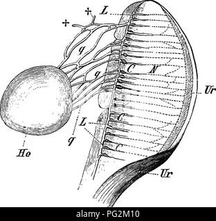 . Elemente der vergleichenden Anatomie der Wirbeltiere. Anatomie, Vergleichende. 366 vergleichende Anatomie Stationen die Nieren und öffnet sich in einem Längs- Kanal. Von letzterem die Spermien durch ein zweites System von Quer Kanäle zu den Malpighian Kapseln führt, und von dort in den Harntrakt Tubuli in die urinogenital Kanal. Die männlichen generativen Apparat der alle Urodela und bestimmten Anura (Komp. S. 354) entspricht im wesentlichen mit dem im gesehen - Ceecilians, außer in Bezug auf die Form der Gonaden: So ist der Hoden ist entweder an einem oder beiden Enden (Abb. hingewiesen. 279), oder mehr oder weniger rund oder oval Stockfoto