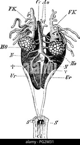 . Elemente der vergleichenden Anatomie der Wirbeltiere. Anatomie, Vergleichende. 354 vergleichende Anatomie, in denen sie kürzer und kompakter, und sind auf den mittleren Teil der coelome beschränkt. In Urodeles sie bestehen immer aus einem schmalen anterior, und eine breitere und kompakter posterioren Teil. Die letztere, wie in der elasmobranchier, gibt Anlaß zu der funktionalen Niere (Abb. 279), während die ehemaligen in der Mann mit dem generativen Organe verbunden wird. Zarte vasa efferentia, entwickelt aus der Mesonephros, aus dem Hoden (Feigen, übergeben. 279, 280, 292), in der Substanz der Niere, ein Stockfoto