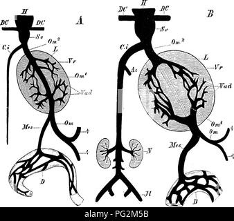 . Elemente der vergleichenden Anatomie der Wirbeltiere. Anatomie, Vergleichende. Venöse SYSTEM 331 eine renale Portal System tritt im Zusammenhang mit der embryonalen Niere in allen Sauropsida, und Spuren auch in Embryonen von echidna erkannt werden können. Bei adnlt Reptilien, Nieren portal Venen geben Zweige in die ständigen Niere (metanephros, S. 346). Abb. 270.-Diagramm illitstrating drei Stadien in der Entwicklung des hepatischen Portal System. (Siehe nächste Seite für c.) H, Herz, Sv, Sinus venosus, DC, DC, precavals; Ci, postcaval; L, Leber; Om, Otn}, Om^, die drei Abschnitte des Omphalo-Mesen Stockfoto