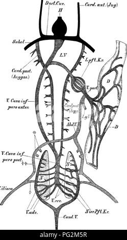 . Elemente der vergleichenden Anatomie der Wirbeltiere. Anatomie, Vergleichende. Karte. Ant. [Juif) Suhcl-Card." Post. (Az. ygos) Y. Cavaiitf - pars Anter.. Y. iliaea^ JS'ier. TFT. Kr. Abb. 268.- Diagramm des venösen System der Salamandra nmniloM. Caud. V, caudal Vein, die bifurcates am hinteren Ende der Nieren (iV, N) zu bilden, die renale Portal System (Nier. Pft. Kr); V. Adv, V. m:, advehent und revehent renale Adern; VJliaca, femoralvene, der in eine vordere (Tt) und eine hintere (f) teilt: Letztere öffnet sich in die Nieren Portal, und der Ehemaligen (Becken- Vene) Vereint mit seinen Gefährten zu fo Stockfoto