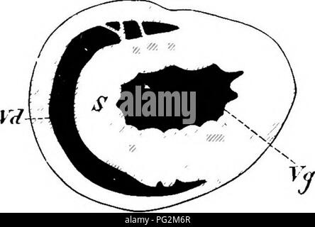 . Elemente der vergleichenden Anatomie der Wirbeltiere. Anatomie, Vergleichende. Gefäßsystem 317 Ventil), dem tendinous Schnüre befestigt sind. Ich aus der Papillarmuskeln. In den Vögeln der Linken atrio-ventrikulären Aperture ist mit einem Ventil mit drei membranöse Falten: bei Säugetieren gibt es nur zwei Falten, und das Ventil ist daher als knowu Ucuspid oder Mitralklappenstenose; drei Taschenklappen pocket - wie Ventile sind auch an die Ursprünge der Arteria pulmonalis und Aorta in beiden Vögel und Säugetiere. In Bezug auf den Ursprung der großen Gefäße. Vögel sind von Säugetieren durch den bemerkenswerten Stockfoto