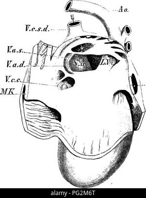 . Elemente der vergleichenden Anatomie der Wirbeltiere. Anatomie, Vergleichende. 316 vergleichende Anatomie der arteriellen und venösen Blut. Die muskulösen Wände des Ventrikels stark entwickelt und sehr kompakt. Dies ist insbesondere der Fall in der linken Herzkammer, an der Innenwand der Papillären imoscles sind gut entwickelt: Der linke Ventrikel ist teilweise durch die richtige umgeben, der Hohlraum der Letzteren ein taschenklappen Querschnitt, und seine Wände sind viel dünner als die der ehemaligen (Abb. 258). In beiden Vögel und Säugetiere das Blut aus dem Kopf und Körper durch Stockfoto