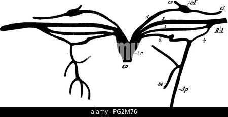 . Elemente der vergleichenden Anatomie der Wirbeltiere. Anatomie, Vergleichende. 312 CO^MPARATIVE Anatomie des Erwachsenen, die vermutlich Funktionen als Zubehör Herz. Direkte connjBctions bestehen zwischen dem zweiten und dritten afferenten und efferenten Arterien. Gegen Ende der Larven, die zweite Efferenten bran-chial Arterie steigt deutlich in der relativen Größe und der vierte arteriellen Arch wird auch größer. Durch eine Reduzierung der anasto - mosis mit der dritten Arch, der vierte trägt das meiste Blut für die lungenarterien, und Letztere somit enthält jetzt mehr Venösen als arterielle blo Stockfoto